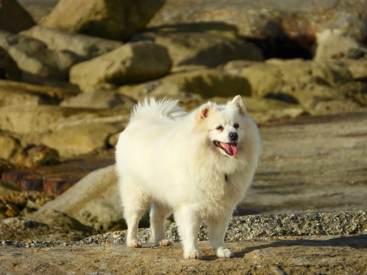 a small white dog walking next to a pile of rocks