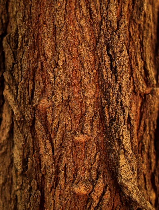 the bark on this tree is brown with reddish stains