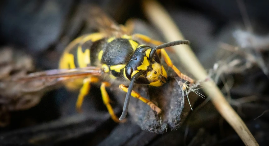 a large yellow and black insect sitting on top of some leaves