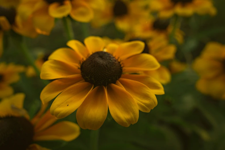 large group of yellow flowers with leaves