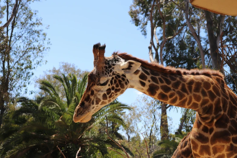 the head and neck of a giraffe near trees