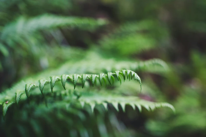 the green leaves of a plant are very long