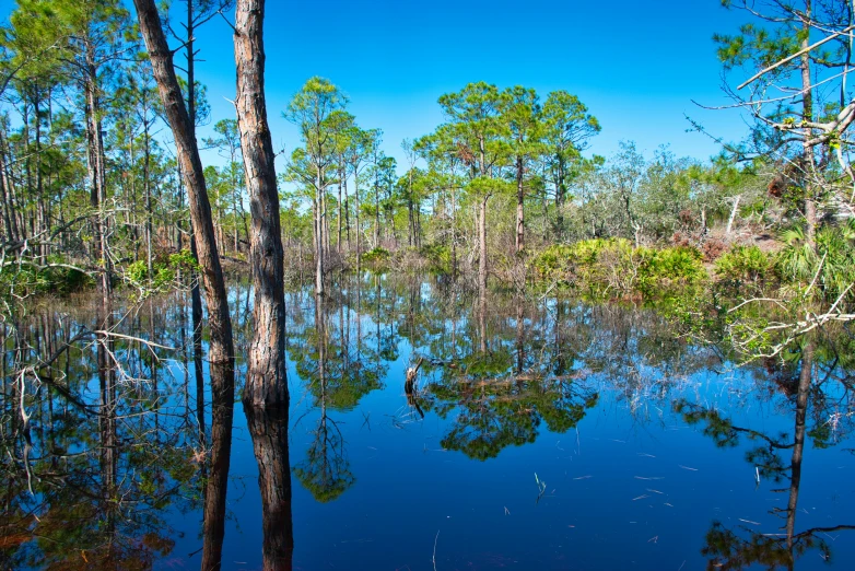 a po of a water source taken from a forest