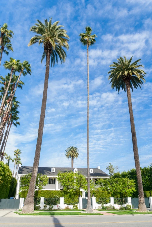 a number of palm trees on the side of the street