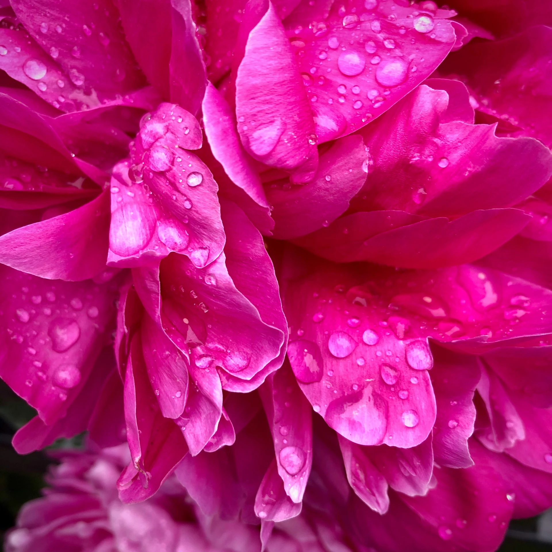 large pink flower with water droplets on petals