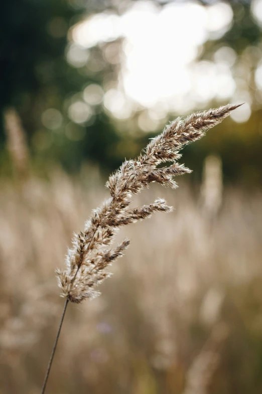 dry grass on the ground with trees in background