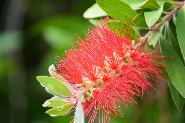 a very pretty pink flower with big green leaves