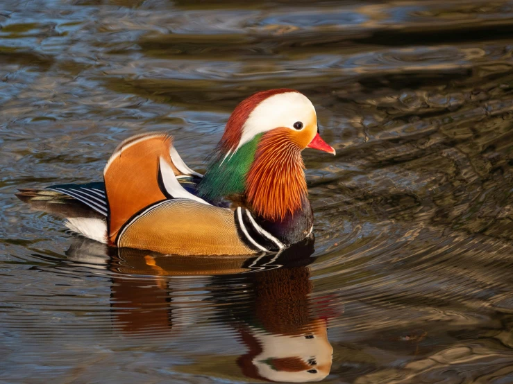 the orange and black bird is on the water