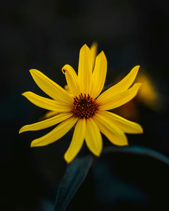 a bright yellow flower with a green leaf