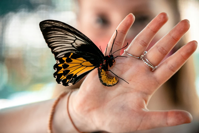 a girl holding up a erfly on her left hand