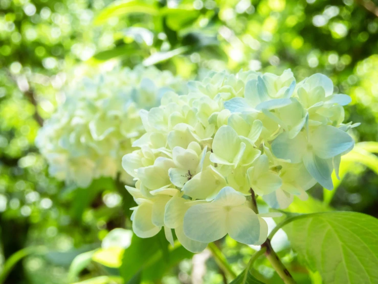 a group of green bushes with lots of white flowers