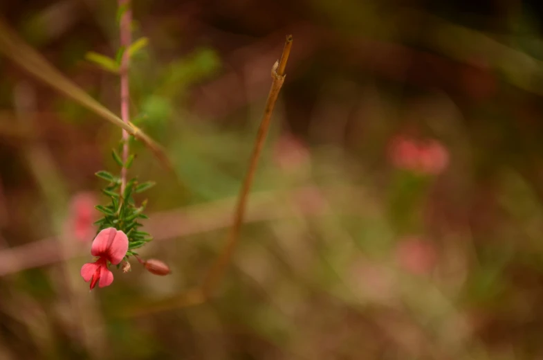 red flowers growing on the side of a grass covered field