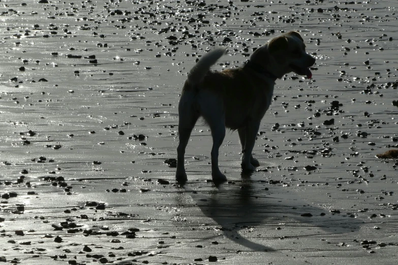 a dog standing in shallow water on the beach