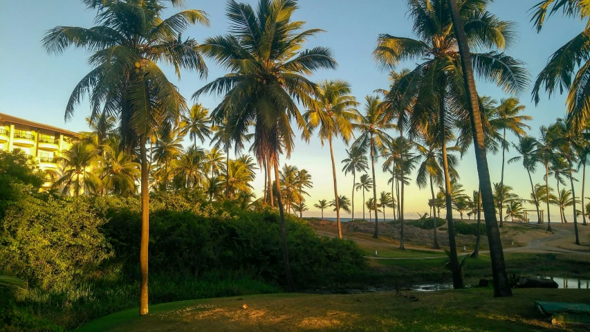 a couple of palm trees are by some water