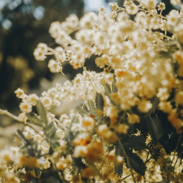 flowers and leaves growing in an area