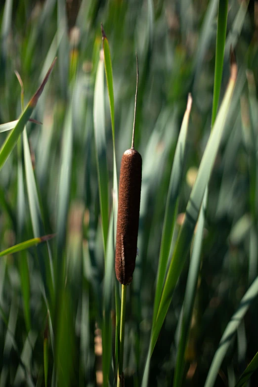 the plant has long stem and a piece of brown fruit