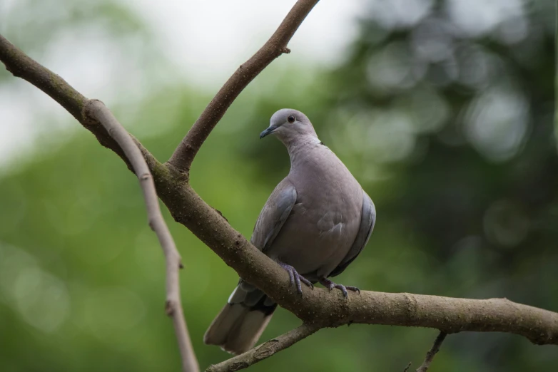 a grey bird perched on a tree limb