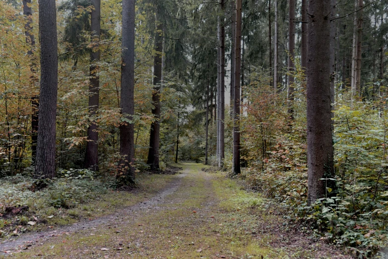 trees and bushes in the forest near an empty road