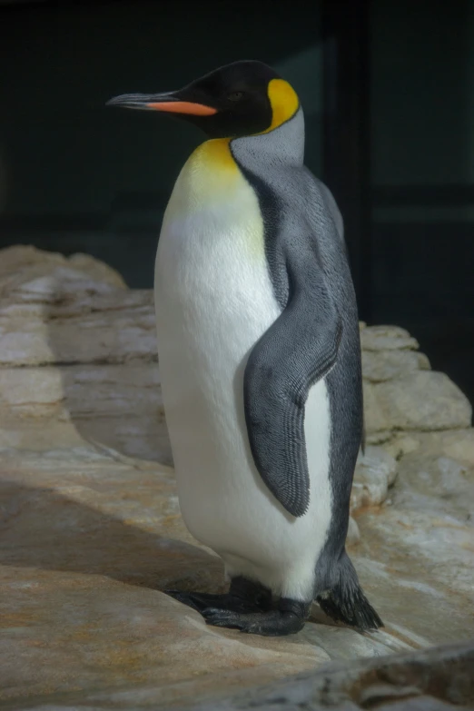 a small penguin standing up against a ledge