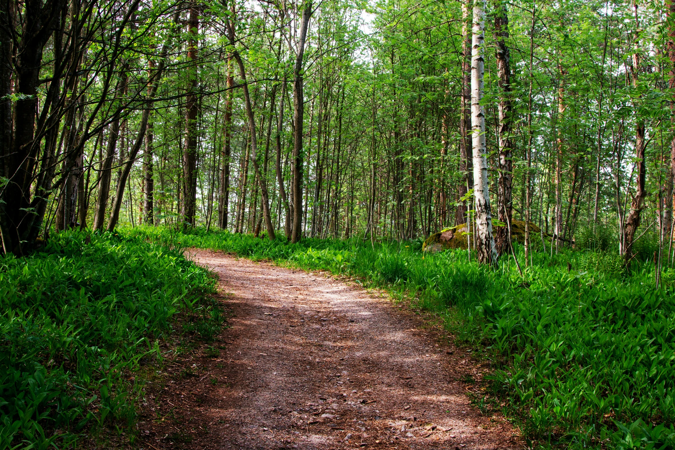 a dirt trail winds through the green forest