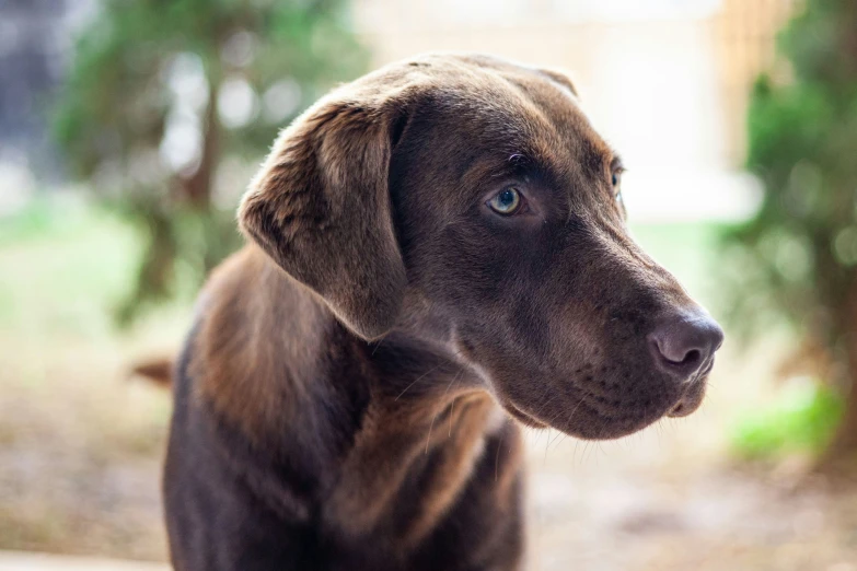 a dog staring at soing while standing in front of trees