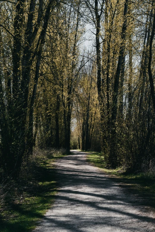 a path through a forest with yellow foliage