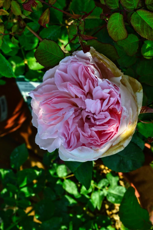 large pink flower with green leaves in the background