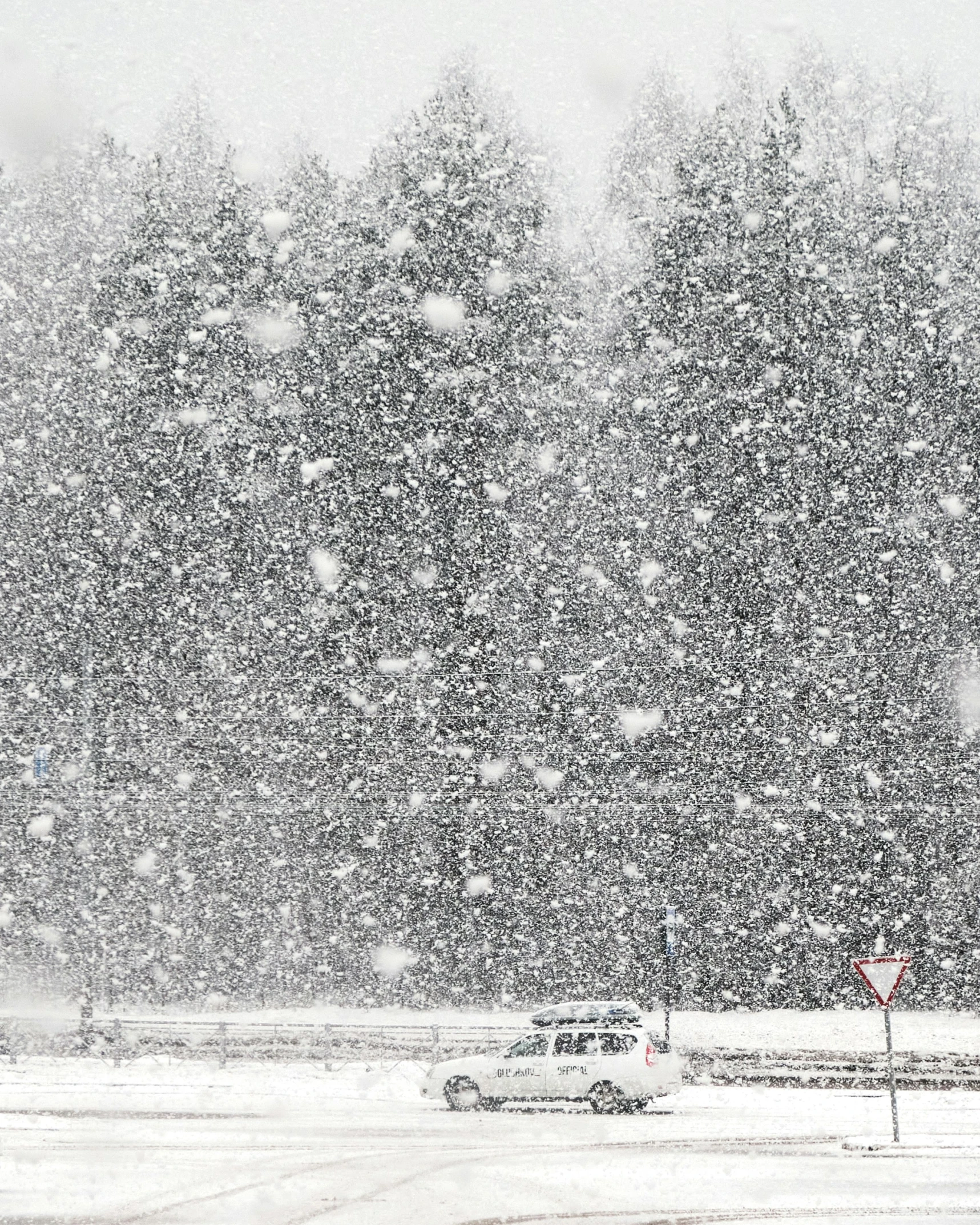 a snow storm that has started to blanket the trees