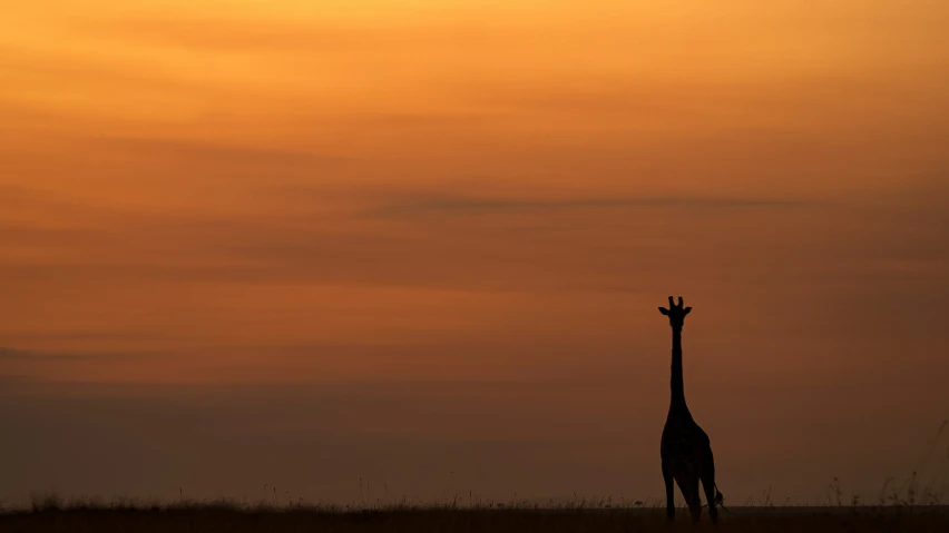 a giraffe standing in the middle of an empty field