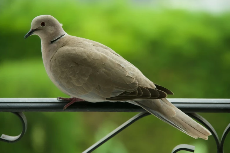 a bird is perched on the iron rail