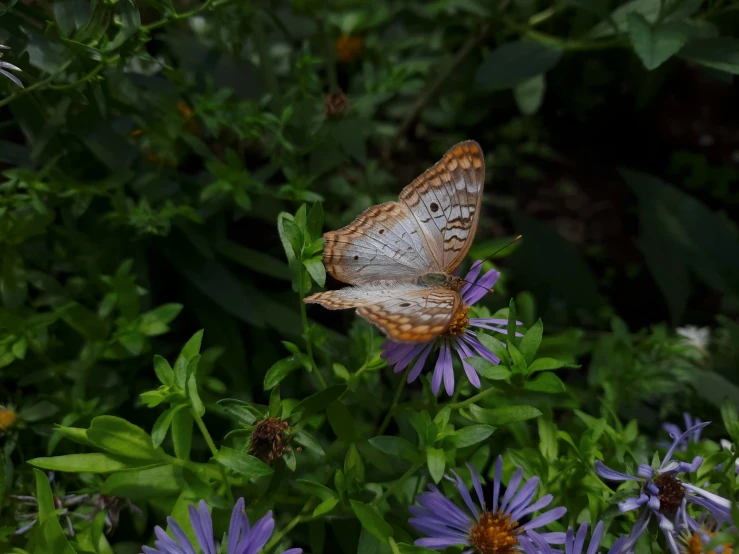 a gray and orange erfly is perched on a purple flower