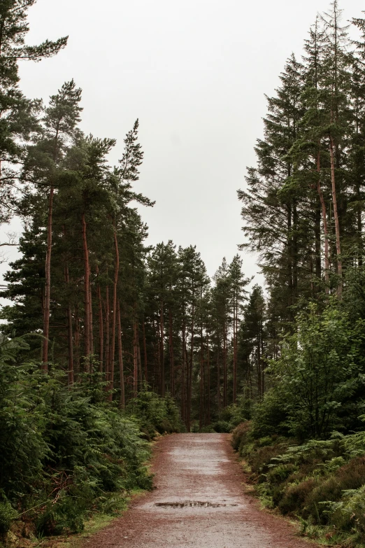 an empty dirt road leading into a pine forest