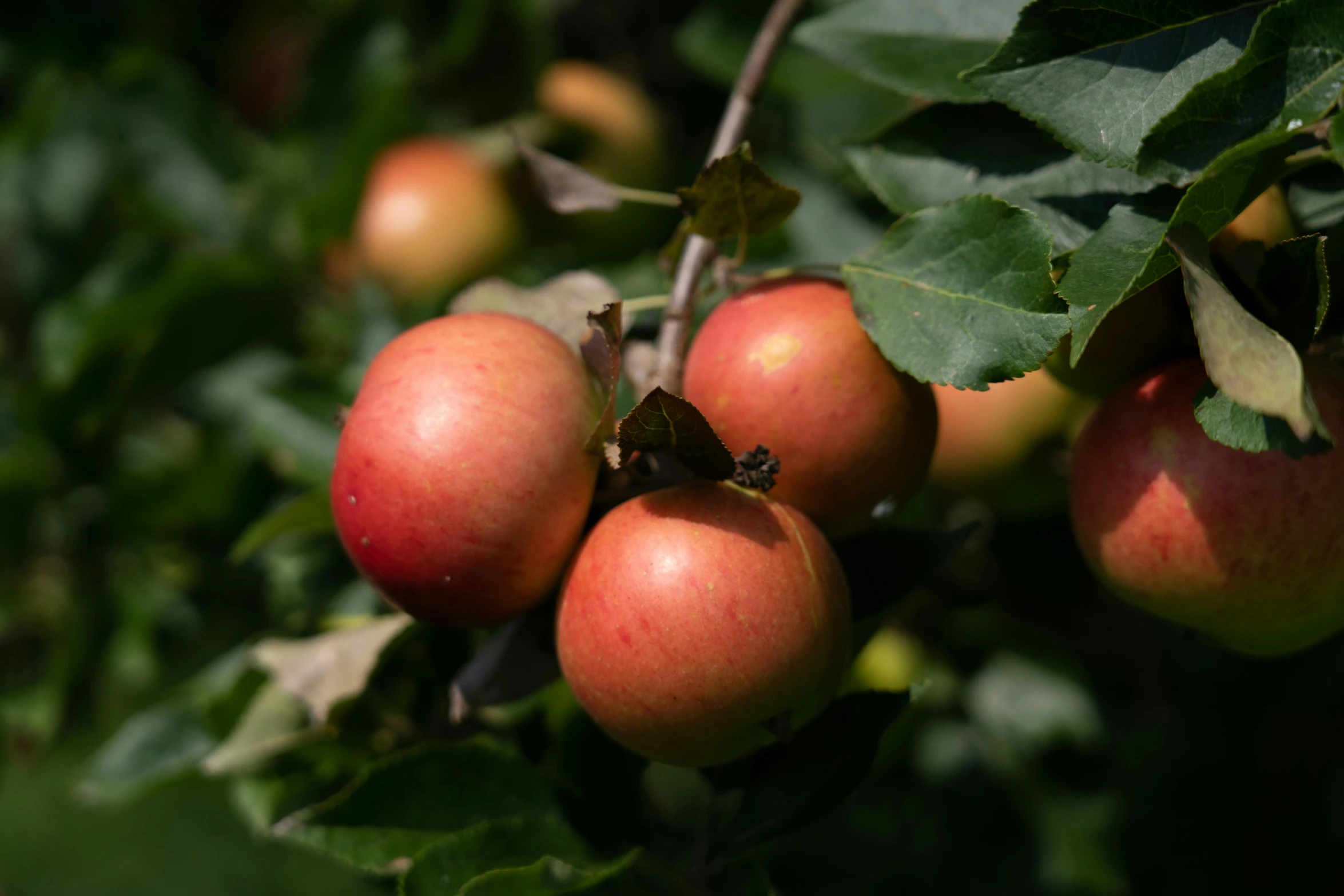 there are seven apples on the tree to eat