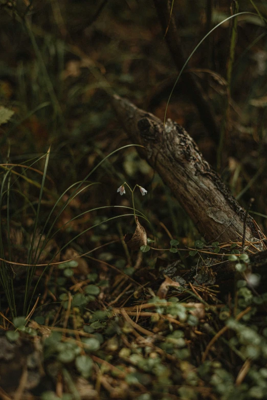 an owl standing next to a fallen log in a forest