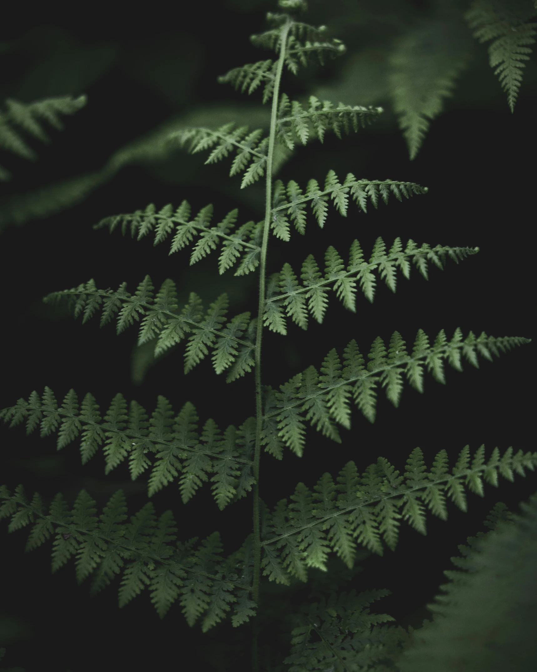 a po of some sort of plant growing from dark background