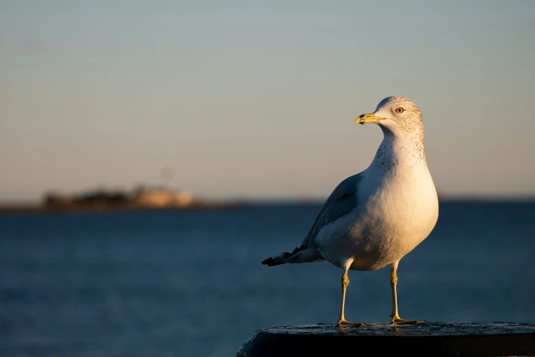 a seagull stands on the edge of a pier near the ocean