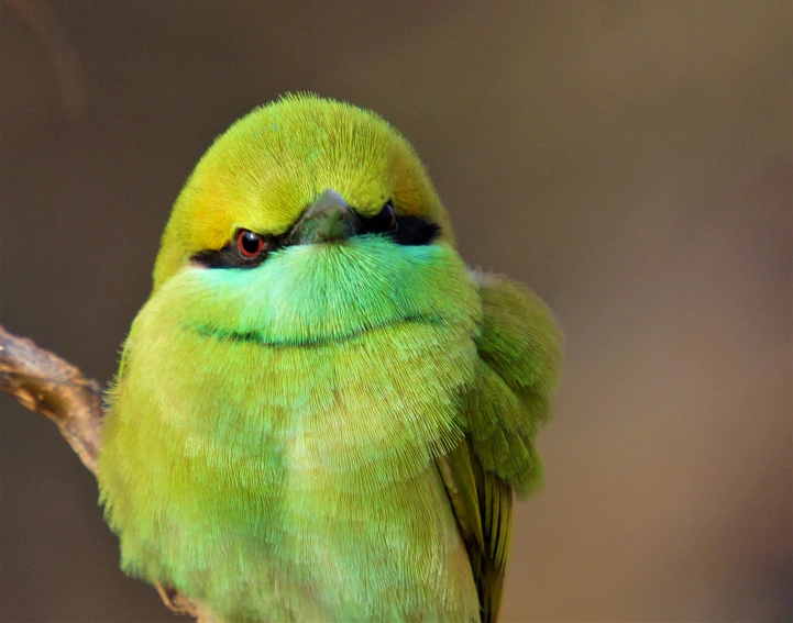 a small green bird with black eyes sits on a nch