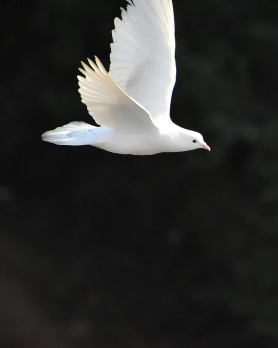 a large white bird flying in the sky