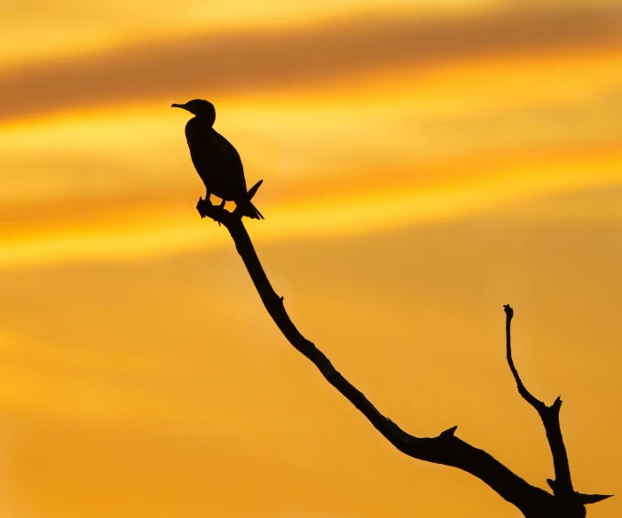 a bird is perched on the nch of a tree