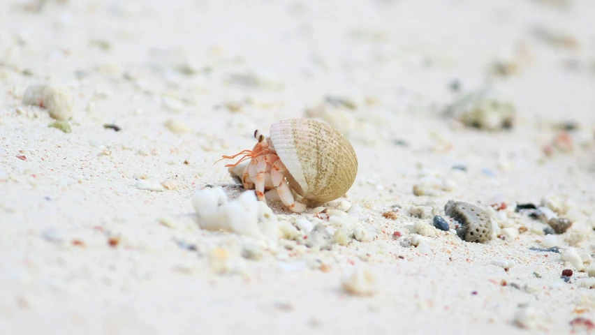 a sea shell sitting in the sand near the beach
