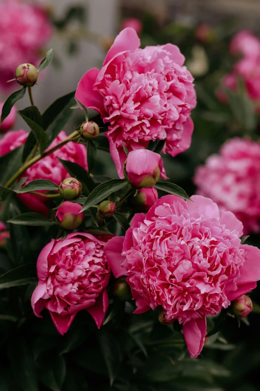 pink carnations blooming in the garden