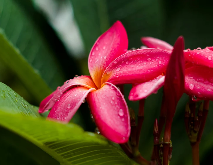 flowers in bloom with water droplets on them