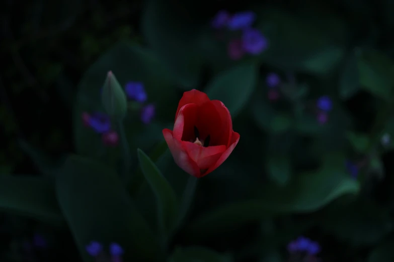 a close up of a red tulip surrounded by green leaves