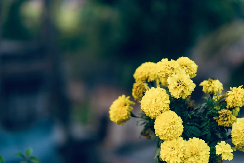 small yellow flowers in vase with water in background