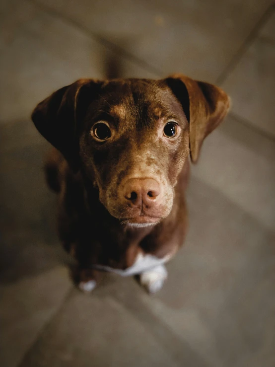 a close up po of a dog looking at the camera