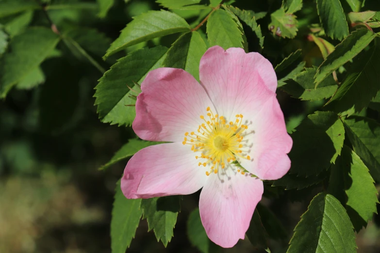 a pink flower with a yellow center is shown