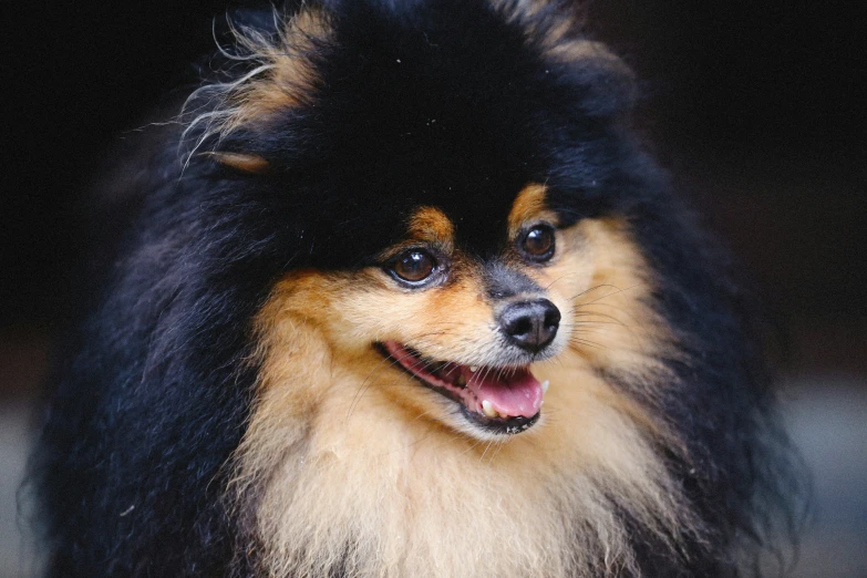 a dog that is sitting on a stone floor