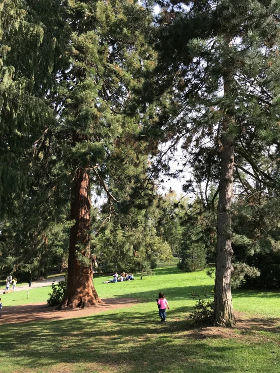 the people are in the park by the tree