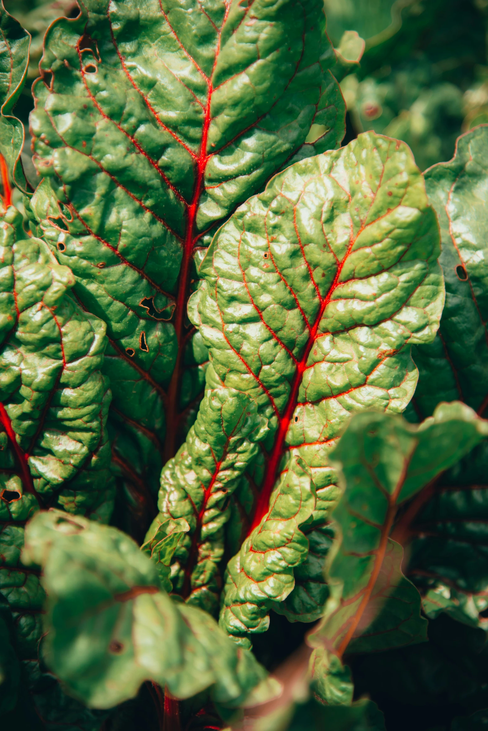 a very green leafy plant with red streaks