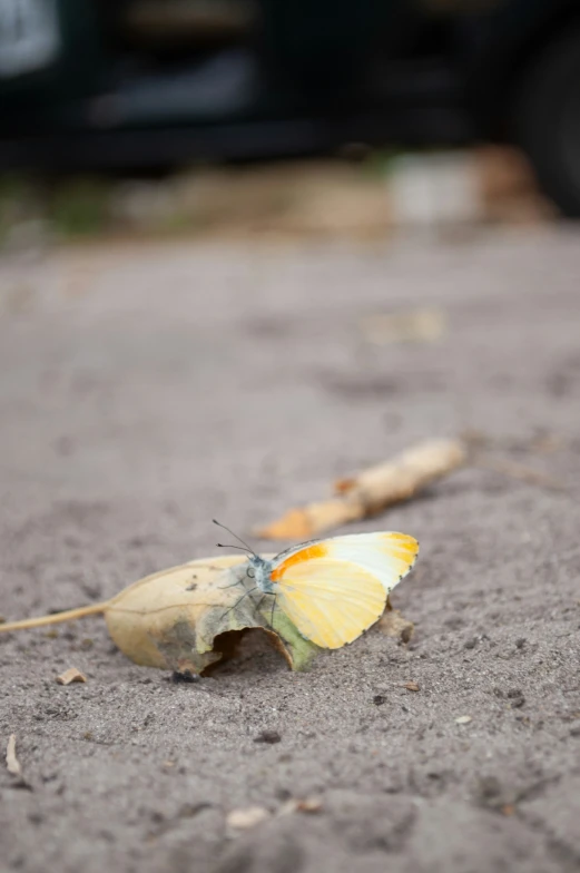 a yellow erfly laying on a road next to a parking meter